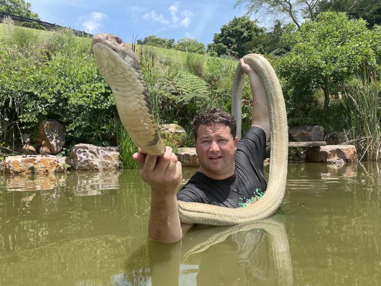 Dingo Dinkelman is a world renowned conservationist and herpetologist. All article imagery provided by Dingo Dinkelman.