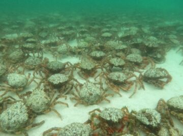 Spider crab mass gathering. Image: Katie Maggs (provided by Cornwall Wildlife Trust).