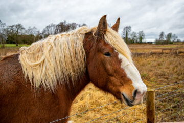 An Ardennes Comtois cross at Oxburgh Hall, Norfolk. Credit: Mike Selby, National Trust Images.