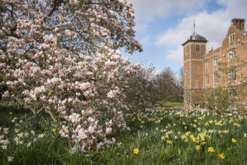 Cherry tree blossom at Hinton Ampner in Norfolk. Image: Justin Minns / National Trust Images.