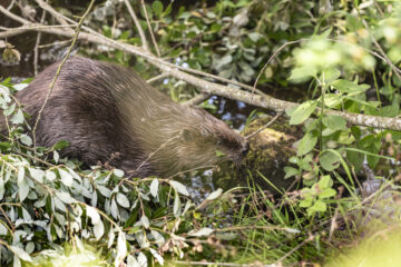Beavers released on the Wallington Estate, Northumberland. Image: Paul Harris / National Trust Images.