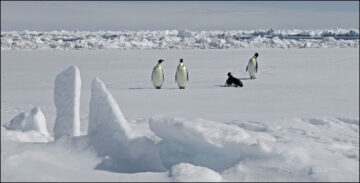 Emperor Penguins in Antarctica. Image: P Bucktrout and British Antarctic Survey.