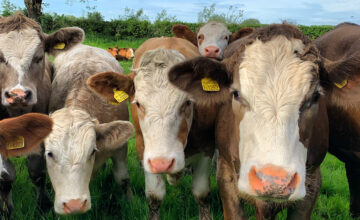 Dairy farmers facing the squeeze. Imagery kindly provided by the NFU.