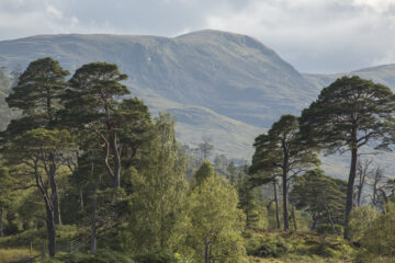 Loch Arkaig's pine forest. Credit: John MacPherson. Image provided by Scotland Woodland Trust.