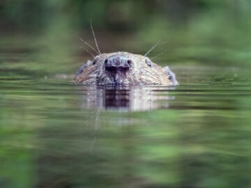 A female beaver swimming on the National Trust's Holnicote Estate on Exmoor (July, 2023). Image credit: National Trust Images / Barry Edwards.
