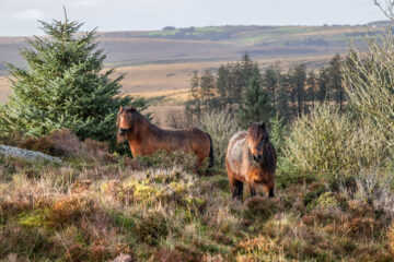 The Dartmoor Pony Heritage Trust is launching the 'Mouths on the Moor' campaign to help the environment. Image: Snelgrove Photography.