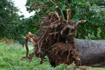 The roots of a fallen 260 year old cedar tree at Charlecote Park in Warwickshire. Image provided courtesy of The National Trust.