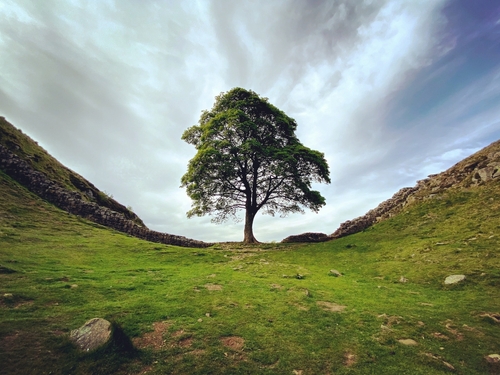Propagating the Sycamore Gap Tree. Image: Shutterstock.