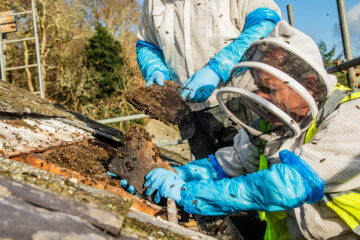 Beekeepers carefully rehoming the rare Welsh Black Honeybees from the roof of Plas yn Rhiw in North Wales. Image courtesy of National Trust / Iolo Penri.