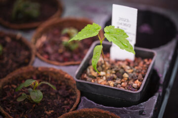A seed collected from the Sycamore Gap tree 'springing into life' at the National Trust's Plant Conservation Centre. Copyright: National Trust / James Dobson.