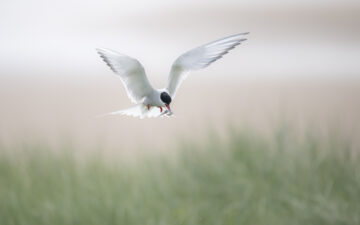 Arctic Tern at Long Nanny off the coast of Northumberland. Image: Rachel Bigsby.