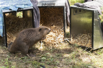 Beavers released last year on the Wallington Estate, Northumberland. Image: Paul Harris / National Trust.