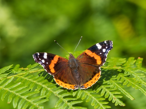 Butterfly Conservation’s Big Butterfly Count asks people to record the number and types of butterfly seen around the UK. Image: A Red Admiral pictured by Stephan Morris / Shutterstock.