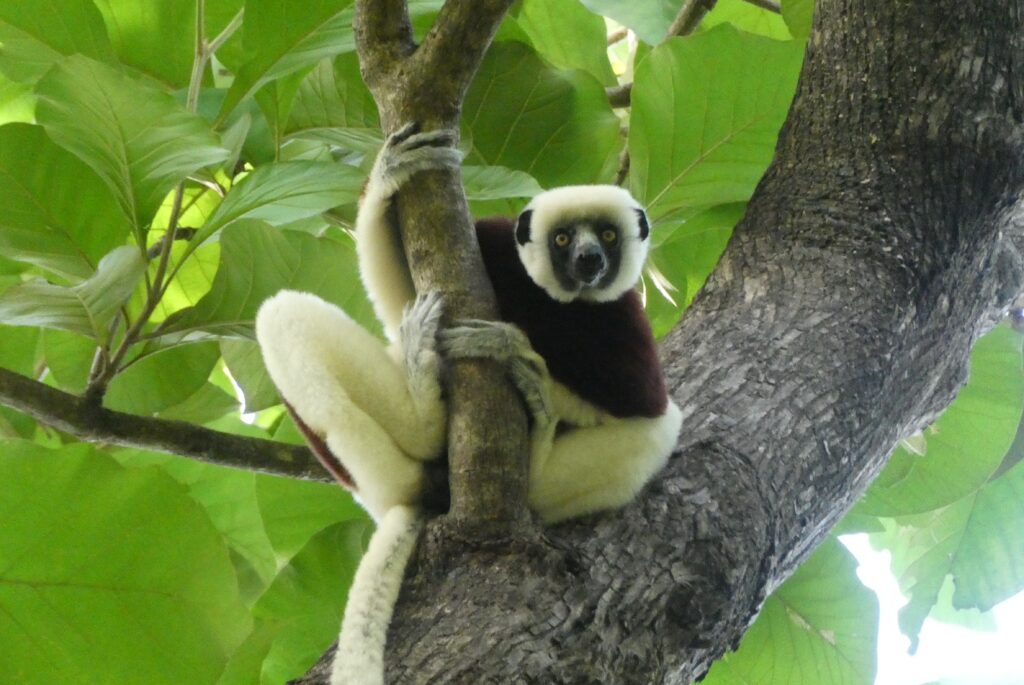 A Royal Botanic Gardens (RBG) Kew study reveals how drones may help to protect wildlife and habitats in Madagascar. Image: Jenny Williams / RBG Kew.