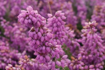 Bell heather in bloom at nationally important site at Dunwich Heath. Image: Jemma Finch / National Trust.