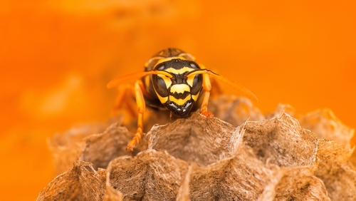 The Big Wasp Survey aims to measure the impact of non native species in the UK. Image: ahmetozkanphotography / Shutterstock.