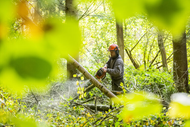 Ash die-back and felling on the Ickworth estate, Suffolk. Image: James Dobson / National Trust Images.