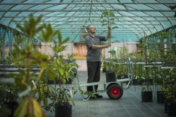 Chris Trimmer, Plant Conservation Centre Manager with the Sycamore Gap saplings at the National Trust Plant Conservation Centre. Image: National Trust Images / James Dobson.