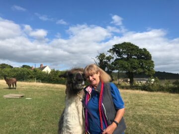 Harry the Lama with Maggie Jee of Peak Hill Llamas in Sidmouth.