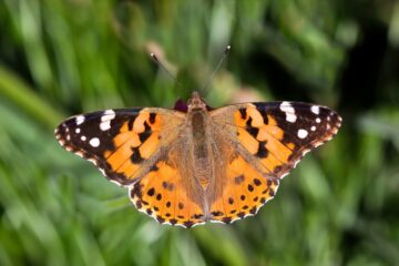 Big Butterfly Count results reveal lowest numbers on record. Image shows a Painted Lady butterfly. Photograph: Bildagentur Zoonar / Shutterstock.