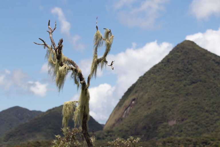 Biodiversity in Brazil. Photographer: Lydia Shellien-Walker. Copyright: RBG Kew.
