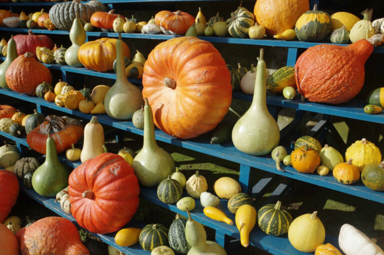 Pumpkins and gourds on display in the auricula theatre at Calke Abbey, Derbyshire. Image: Gillian Day / National Trust.