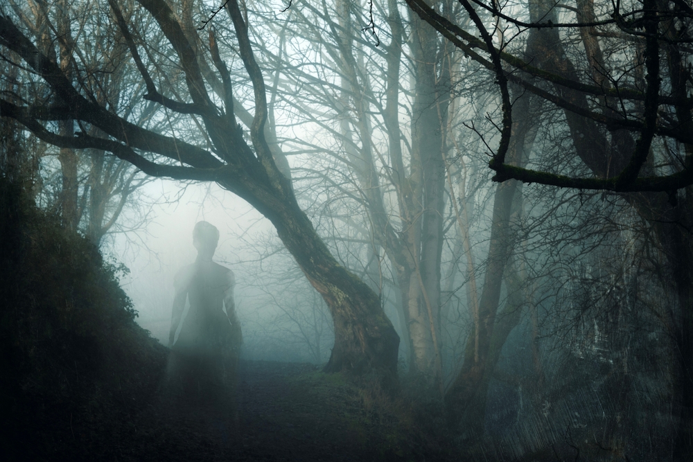 A haunted forest? Can photographs really capture the spirits of the deceased? Image: Shutterstock.