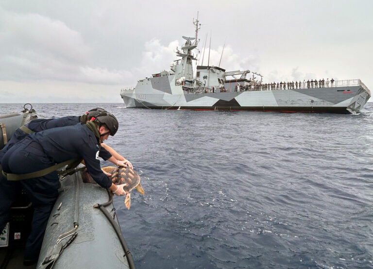 One of the turtles is dropped into the Atlantic from HMS Medway's sea boat. Photographer: LPhot Henry Parks. Crown Copyright, 2024.