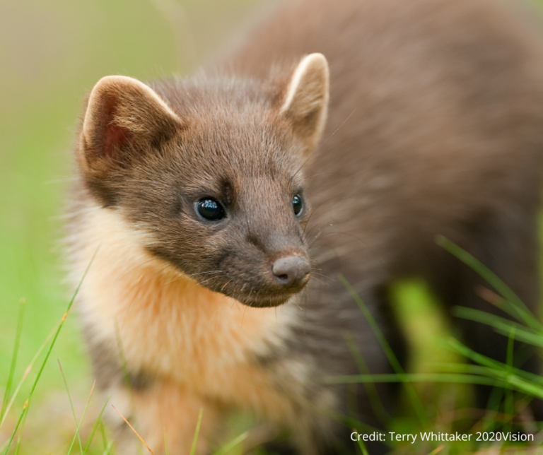 Pioneering project to bring back pine martens to the South West of England for the first time in more than a century. Image: Terry Whittaker / 2020Vision.