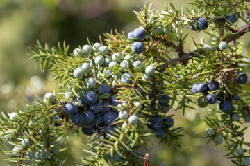 Experts say juniper bushes are in decline. Image: Hugh Mothersole / National Trust Images.