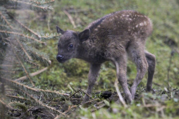 Bristol Zoo Project is asking for your help in naming the Philippine spotted deer fawn. Image: Bristol Zoological Society.