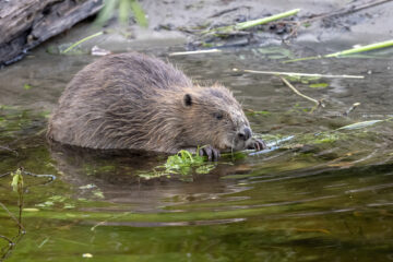 The release of beavers is a ‘a watershed moment in the history of the species in England.’ Image: Elliot McCandless / National Trust Images.