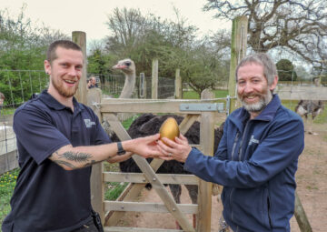Ben Wilkinson and Andy Cope of Bristol Zoo Project with common ostrich Drummer and one of the golden eggs. Image provided by Bristol Zoo Project.