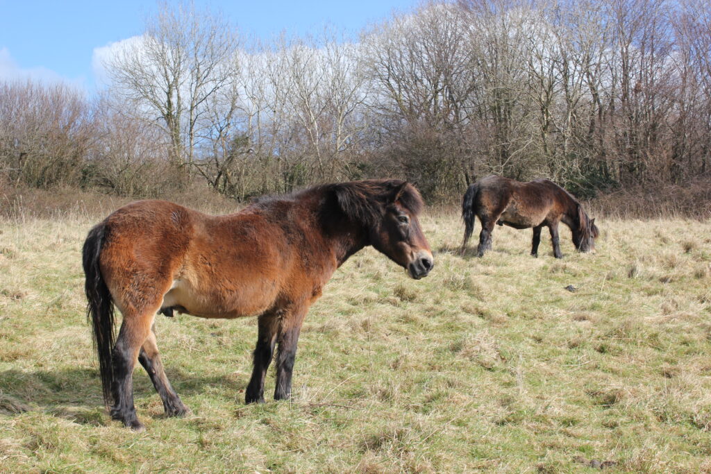 The National Trust says Both people and nature will benefit from Garfield Weston Foundation funding support on the Arlington Estate in North Devon. Image: Ellie Wyatt / National Trust Images.