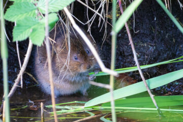 A positive future for wildlife in Wallington's Fallowlees Burn corridor in Northumblerland. A recent funding announcement means the possible return of water voles to the area. Image: Mike Selby / National Trust Images.