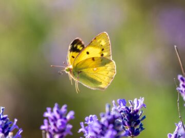 Beauty captured in mid-flight: a Clouded Yellow Butterfly on Lavender. Image: Stephan Morris / Shutterstock