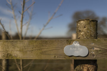 A ‘living library’ of Britain’s rarest native tree: the black poplar. Planting is being undertaken at Killerton, Devon. Image: © James Beck / National Trust Images.