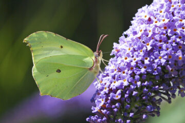 Buddleia can provide nectar throughout the butterfly season. Image: Keith Warmington (provided by The Butterfly Trust).