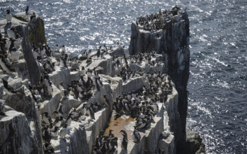 Seabirds nesting on the cliff faces of Northumberland's Farne Islands earlier this summer. Photography: Rachel Bigsby / National Trust Images.