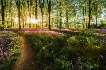 Good for the soul: a morning woodland walk. Image: Simon Bratt / Shutterstock.