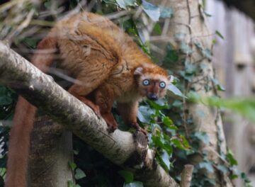 Critically Endangered blue-eyed black lemur at Bristol Zoo Project. Image: © Geoge Cuevas.