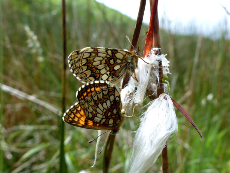 Heath Fritillary butterflies on cotton grass at Holnicote Estate, Somerset. Image: © Matthew Oates / National Trust Images.
