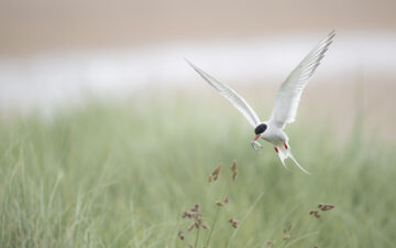 An Arctic Tern at Long Nanny. Image: © Rachel Bigsby / National Trust Images.