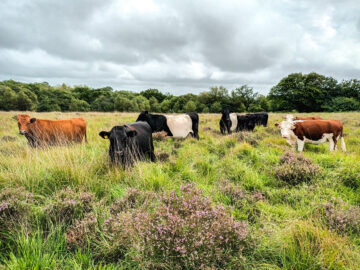 'With the right management, we can benefit a local agricultural business and help a wonderful rare species at the same time.’ Image: Alan Sumnall.