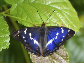 Male purple emperor butterfly. Image: Matthew Oates (provided by The National Trust).
