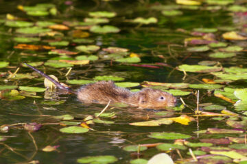 Water voles form part of many people’s childhood memories thanks to the character ‘Ratty’ in The Wind in the Willows. Image: © Richard Bradshaw / National Trust Images.