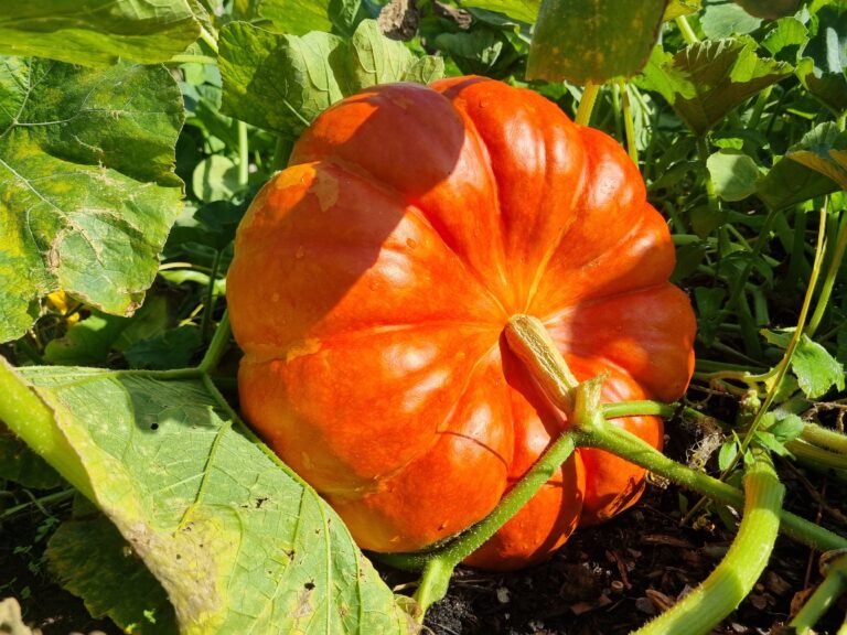 Pumpkins at Sissinghurst are being harvested earlier than normal. Image: Olivia Mundin-Steed / National Trust Images.