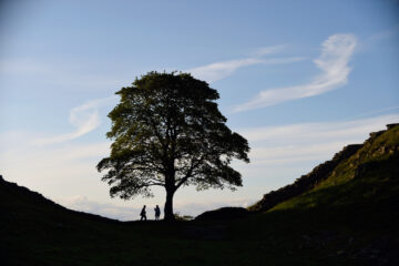 Visitors at The Sycamore Gap Tree before its illegal felling. Photography: John Millar / National Trust Images.