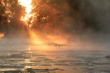 Early morning mist at The Vyne in Hampshire. Image: © John Miller / National Trust Images.