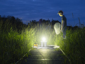 Monitoring moth numbers on Wicken Fen in Cambridgeshire. Image: © Simon Stirrup / National Trust Images.